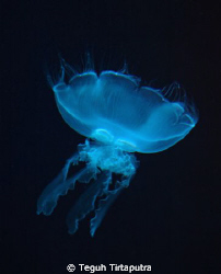Jellyfish...captured at Phuket, Thailand by Teguh Tirtaputra 